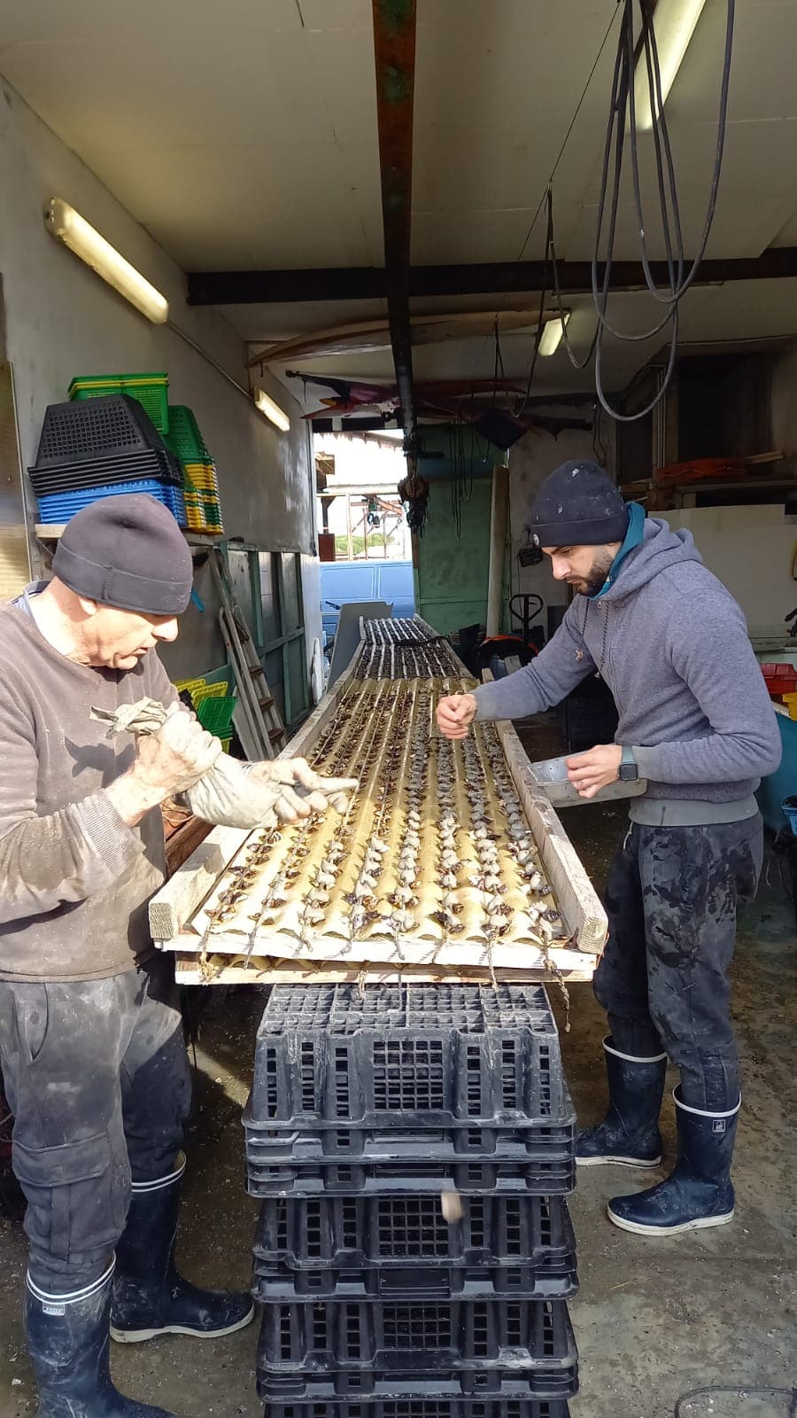 Lucas Varo et son père travaillant dans leur atelier ostréicole